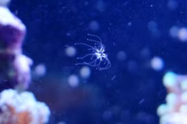 'Quái vật' tí hon tự mọc xúc tu chỉ sau 3 ngày bị cắt cụt