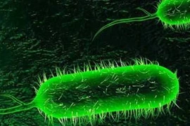 Phát hiện gen gây chết người của bệnh tả, chìa khóa phòng ngừa