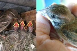 Hai loài chim bay vào nhà là dấu hiệu tin vui, tài lộc