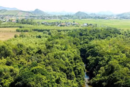 Bí ẩn rừng cổ thụ giữa khu dân cư, chặt 1 phải trồng 10