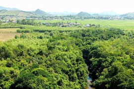 Bí ẩn rừng cổ thụ giữa khu dân cư, chặt 1 phải trồng 10