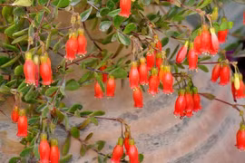 'Chuông reo 4 mùa', cây cảnh nữ hoàng mang may mắn, điềm lành vào cửa