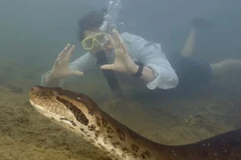 Phát hiện trăn anaconda khổng lồ mới, thân dày như lốp xe hơi