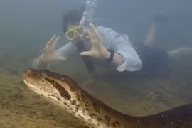 Phát hiện trăn anaconda khổng lồ mới, thân dày như lốp xe hơi