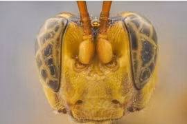 Kinh hãi khuôn mặt ong bắp cày 'ma cà rồng' ở Amazon 