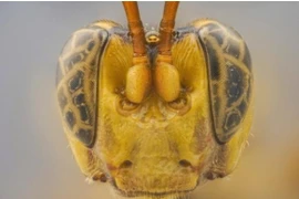 Kinh hãi khuôn mặt ong bắp cày 'ma cà rồng' ở Amazon 