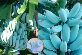 Giống chuối xanh biếc kì lạ tưởng sản phẩm của photoshop