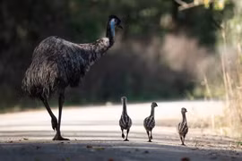 Phát hiện ổ trứng của loài chim hiếm, thế giới chỉ còn 40 con