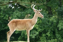 Những loài thú móng guốc có nguy cơ tuyệt chủng ở Việt Nam