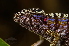 Tắc kè hoa ngỡ tuyệt chủng hơn trăm năm trước bất ngờ hiện hình 