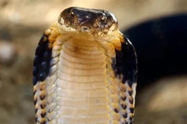 Loài hổ mang chúa mới được tìm thấy đã vào ngay Sách Đỏ