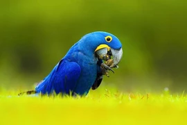 Thú cưng đắt nhất hành tinh, giới siêu giàu ráo riết săn lùng