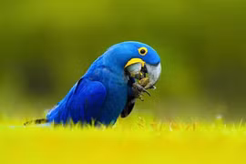 Thú cưng đắt nhất hành tinh, giới siêu giàu ráo riết săn lùng