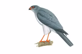 Loài vật “mất tích” 55 năm lộ diện khiến giới khoa học bất ngờ