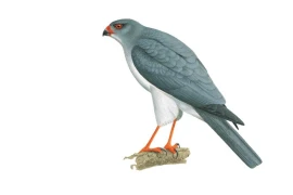 Loài vật “mất tích” 55 năm lộ diện khiến giới khoa học bất ngờ