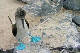 Loài chim vui nhộn nhất hành tinh, biết nhảy múa gạ bạn tình