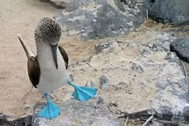 Loài chim vui nhộn nhất hành tinh, biết nhảy múa gạ bạn tình