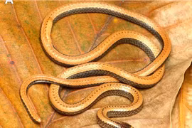 Phát hiện loài rắn hổ nước kỳ lạ, chỉ Việt Nam mới có 