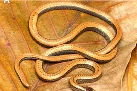 Phát hiện loài rắn hổ nước kỳ lạ, chỉ Việt Nam mới có 