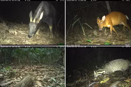 Đặt bẫy ảnh, ngỡ ngàng phát hiện loạt động vật quý hiếm tại Xuân Liên