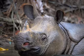 Loài vật quý hiếm nhất hành tinh sinh sản: Thế giới còn 80 con