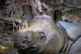 Loài vật quý hiếm nhất hành tinh sinh sản: Thế giới còn 80 con