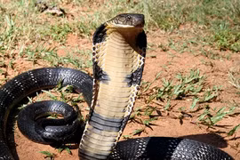 Giải mã chấn động về loài hổ mang chúa sau 188 năm nhầm lẫn