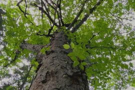 Loài cây quý hiếm bậc nhất thế giới, gỗ cứng hơn thép