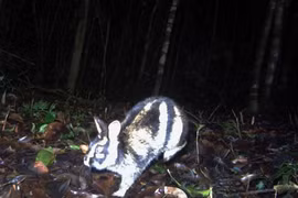 Loài thỏ quý hiếm nhất thế giới, chỉ xuất hiện ở dãy Trường Sơn