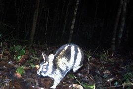 Loài thỏ quý hiếm nhất thế giới, chỉ xuất hiện ở dãy Trường Sơn