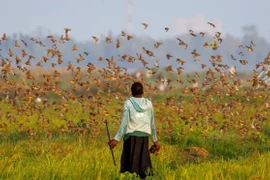 Tận mục loài chim sát thủ, xóa sổ mùa màng trong tích tắc
