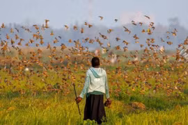 Tận mục loài chim sát thủ, xóa sổ mùa màng trong tích tắc