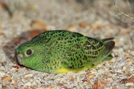 Phát hiện đàn 50 con vẹt quý hiếm, bí ẩn nhất nước Úc