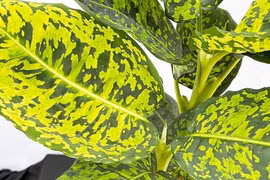 Cây cảnh giúp trấn trạch, hút tài vận cho gia chủ, xanh tốt quanh năm