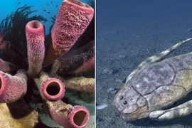 Tiết lộ bí mật trăm triệu năm về sinh vật đầu tiên biết giao phối