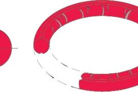 Kinh ngạc robot siêu nhỏ hình khuyên có thể di chuyển trong chất nhầy