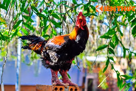 Cận cảnh gà Đông Tảo thuần chủng đang cháy hàng 