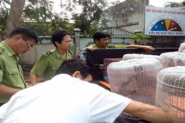 Bắt quả tang người đàn ông bán chim rừng trên quốc lộ