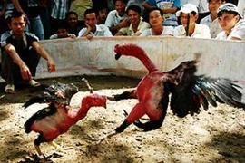 Trinh sát mật phục hơn 1 tháng, tấn công điểm đá gà