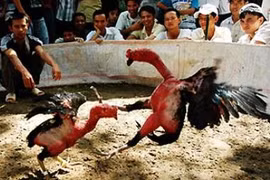 Trinh sát mật phục hơn 1 tháng, tấn công điểm đá gà