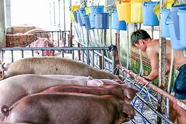 Xử phạt hành chính người tiêm thuốc an thần vào heo