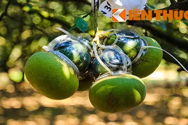 Cận cảnh bưởi, dưa hấu hình độc hái ra tiền dịp Tết