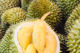 Thực hư sầu riêng 30.000 đồng/trái