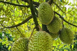 Sầu riêng giảm giá trở lại 