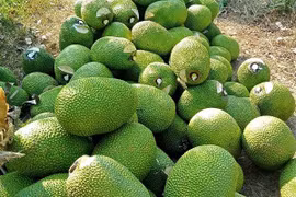 Giá mít Thái tăng mạnh