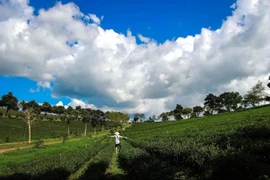 Về B’lao lang thang qua những đồi chè