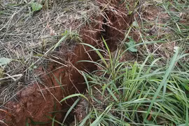 Sạt lở nguy cơ ảnh hưởng DA Kè sông Trường, tỉnh Quảng Nam chỉ đạo nóng