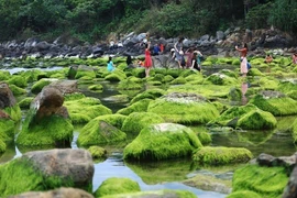 Làng chài cổ Nam Ô mùa rêu xanh biếc