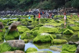 Làng chài cổ Nam Ô mùa rêu xanh biếc