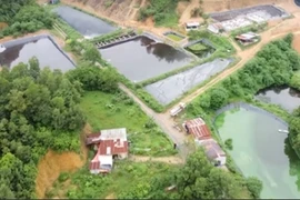 Đề nghị xử phạt doanh nghiệp chăn nuôi gây ô nhiễm môi trường